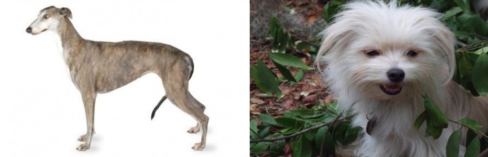 Malti-Pom vs Greyhound - Breed Comparison
