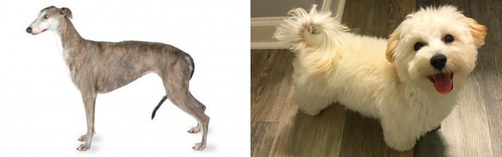 Maltipoo vs Greyhound - Breed Comparison
