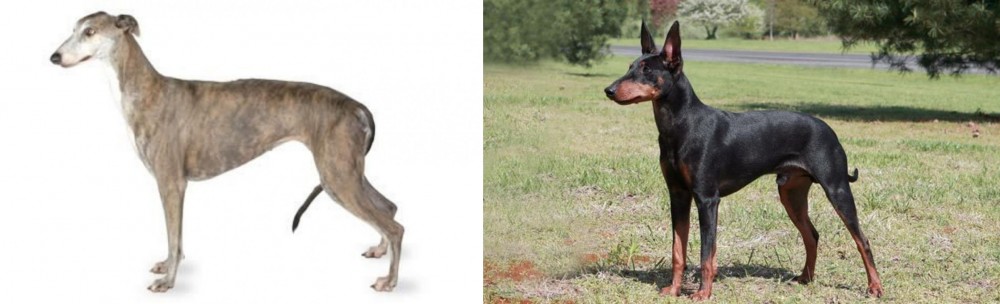 Manchester Terrier vs Greyhound - Breed Comparison
