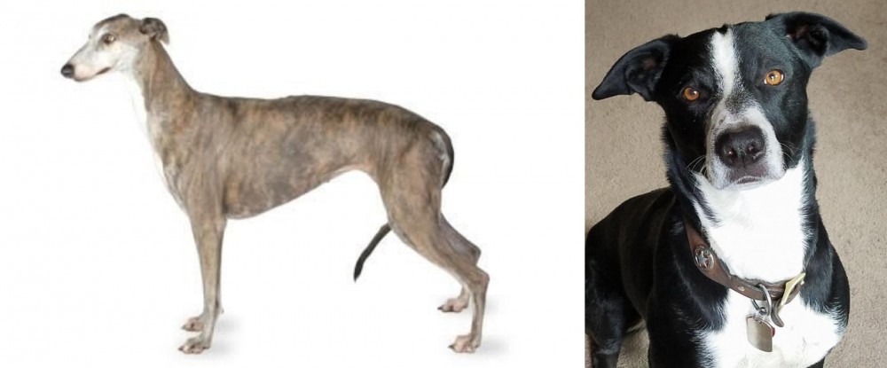McNab vs Greyhound - Breed Comparison