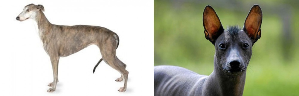 Mexican Hairless vs Greyhound - Breed Comparison