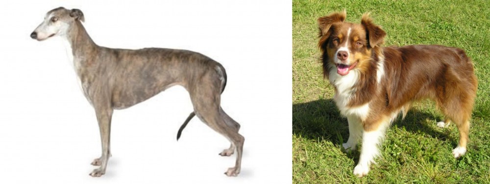 Miniature Australian Shepherd vs Greyhound - Breed Comparison