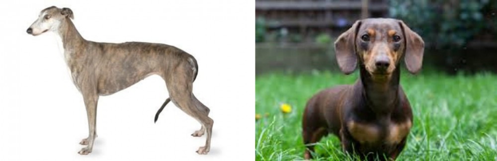 Miniature Dachshund vs Greyhound - Breed Comparison