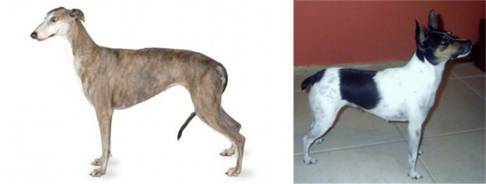 Miniature Fox Terrier vs Greyhound - Breed Comparison