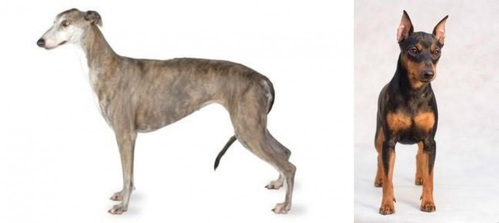 Miniature Pinscher vs Greyhound - Breed Comparison