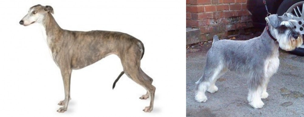 Miniature Schnauzer vs Greyhound - Breed Comparison