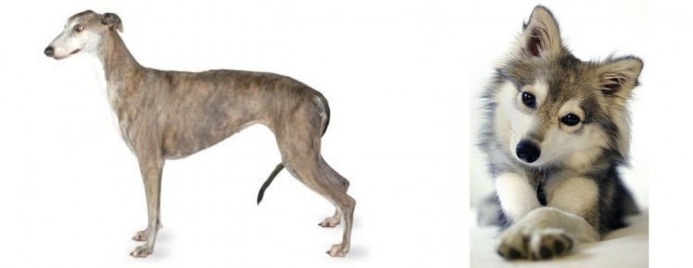 Miniature Siberian Husky vs Greyhound - Breed Comparison