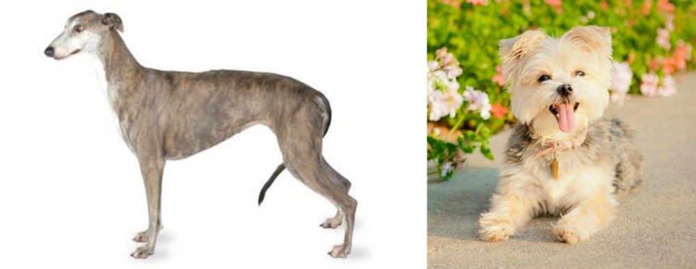 Morkie vs Greyhound - Breed Comparison