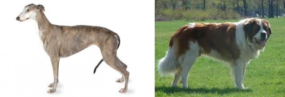 Moscow Watchdog vs Greyhound - Breed Comparison
