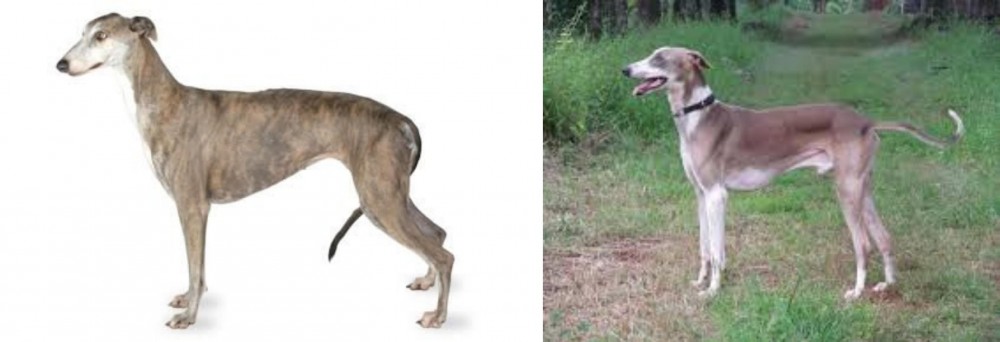 Mudhol Hound vs Greyhound - Breed Comparison