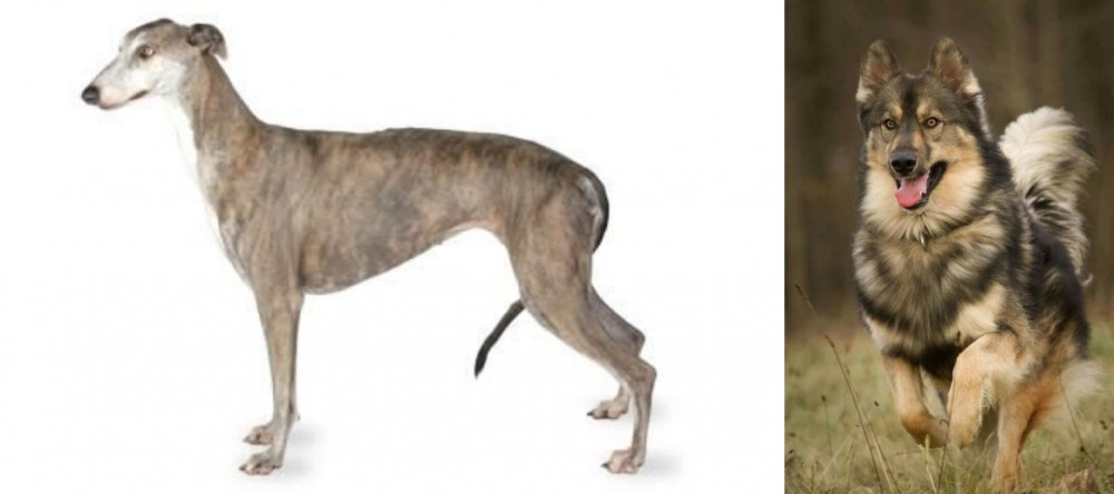 Native American Indian Dog vs Greyhound - Breed Comparison