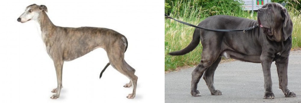 Neapolitan Mastiff vs Greyhound - Breed Comparison