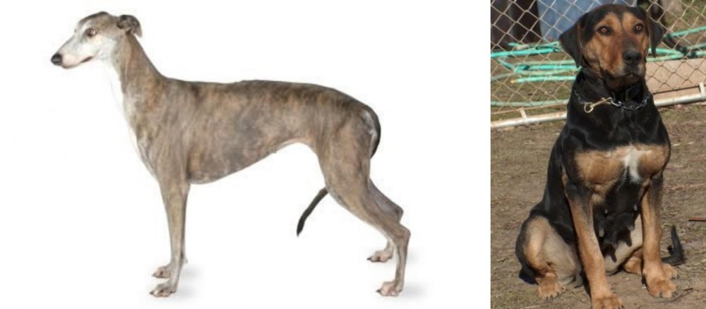 New Zealand Huntaway vs Greyhound - Breed Comparison