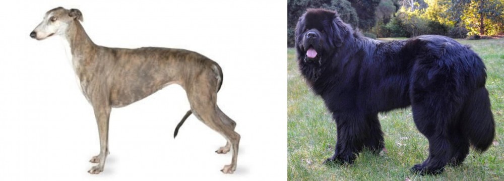 Newfoundland Dog vs Greyhound - Breed Comparison
