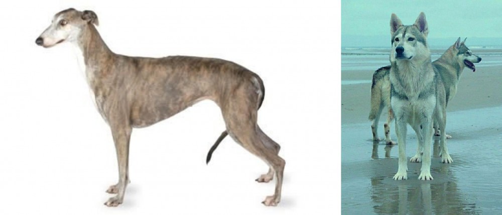 Northern Inuit Dog vs Greyhound - Breed Comparison