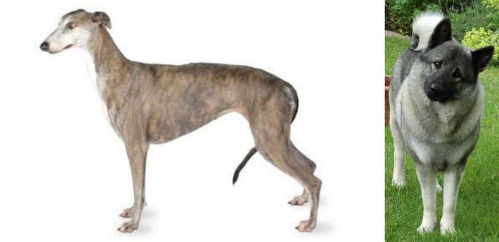 Norwegian Elkhound vs Greyhound - Breed Comparison