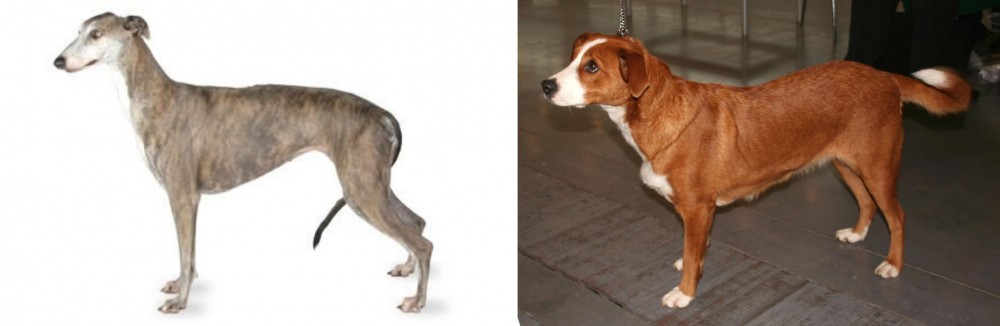 Osterreichischer Kurzhaariger Pinscher vs Greyhound - Breed Comparison