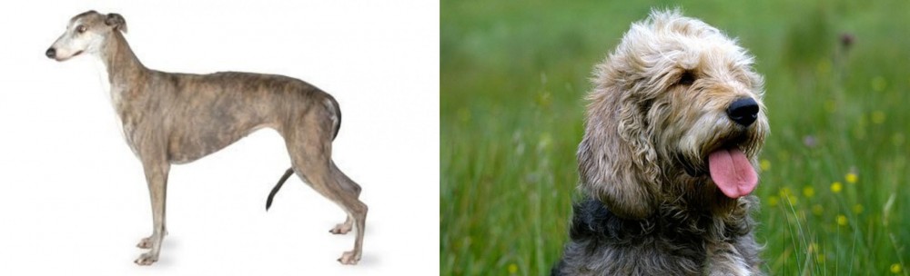 Otterhound vs Greyhound - Breed Comparison