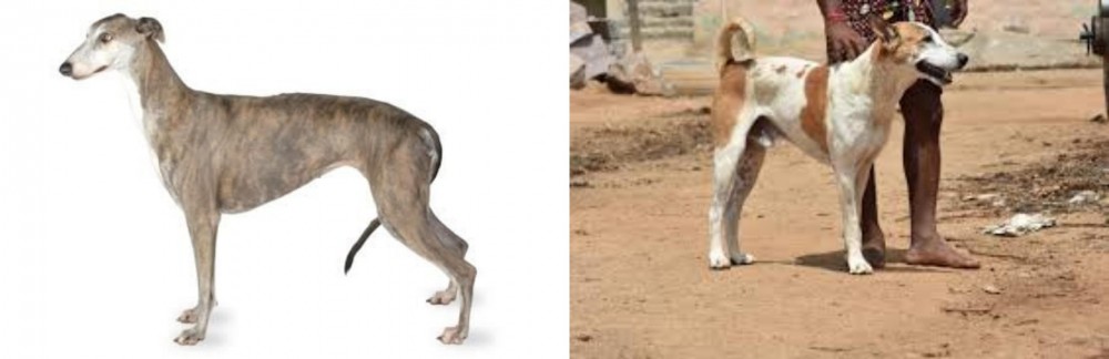 Pandikona vs Greyhound - Breed Comparison