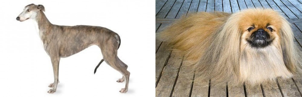 Pekingese vs Greyhound - Breed Comparison