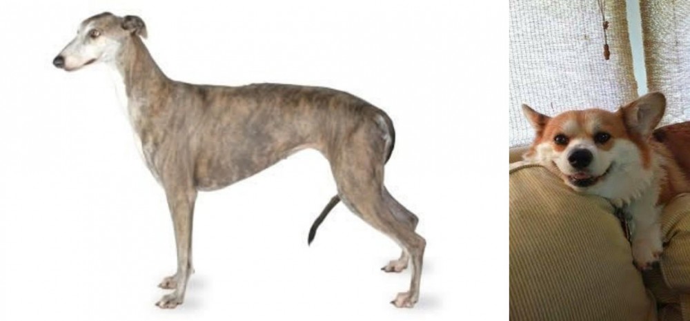 Pembroke Welsh Corgi vs Greyhound - Breed Comparison