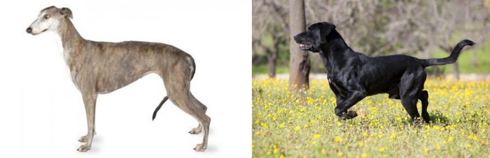 Perro de Pastor Mallorquin vs Greyhound - Breed Comparison