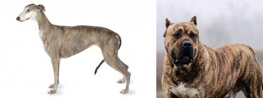 Perro de Presa Canario vs Greyhound - Breed Comparison