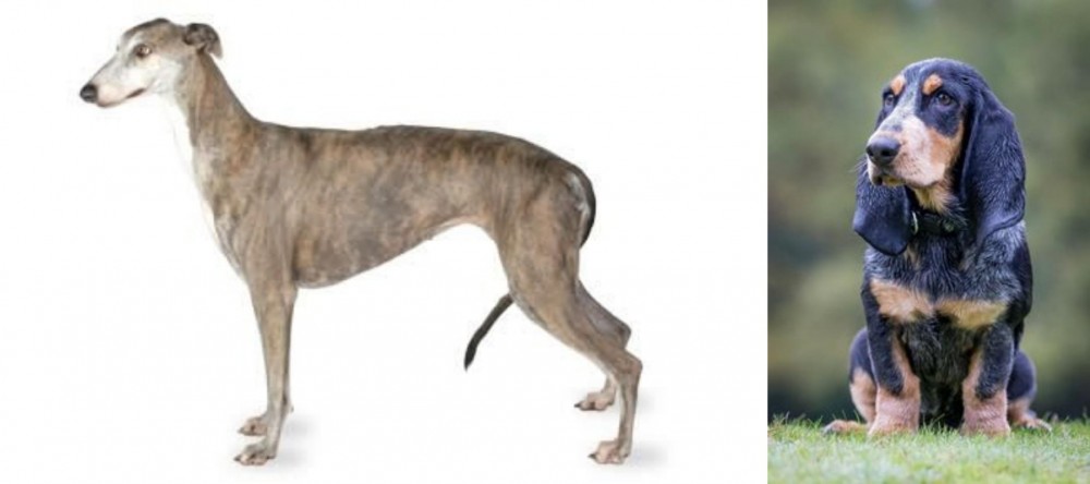Petit Bleu de Gascogne vs Greyhound - Breed Comparison