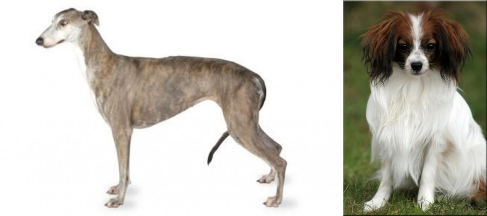 Phalene vs Greyhound - Breed Comparison