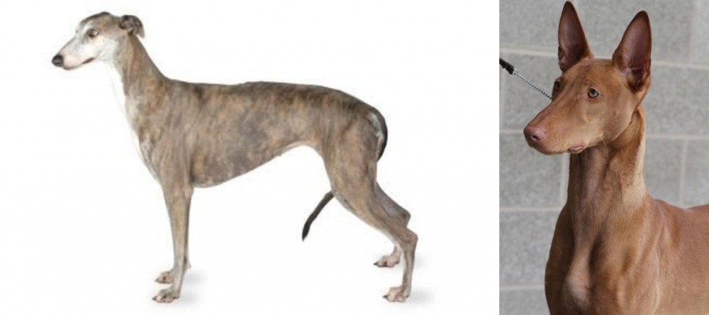 Pharaoh Hound vs Greyhound - Breed Comparison