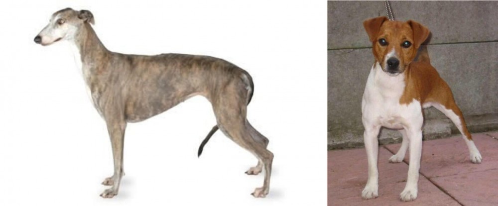 Plummer Terrier vs Greyhound - Breed Comparison