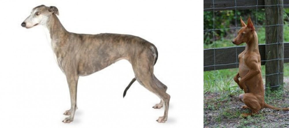 Podenco Andaluz vs Greyhound - Breed Comparison
