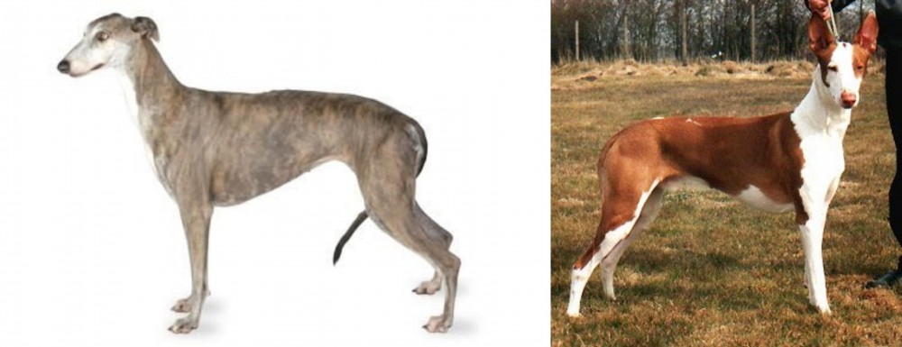 Podenco Canario vs Greyhound - Breed Comparison