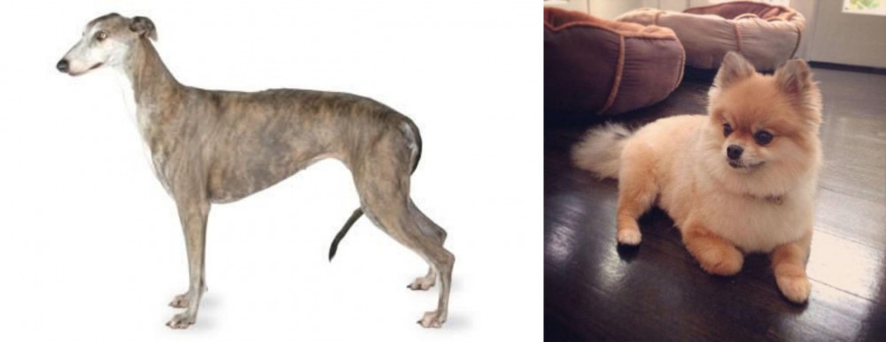 Pomeranian vs Greyhound - Breed Comparison