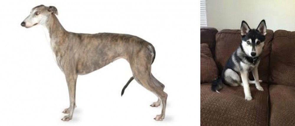 Pomsky vs Greyhound - Breed Comparison