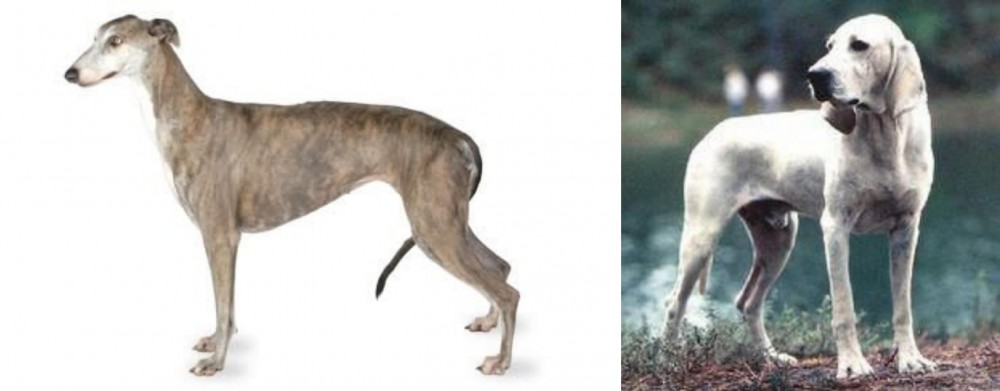 Porcelaine vs Greyhound - Breed Comparison