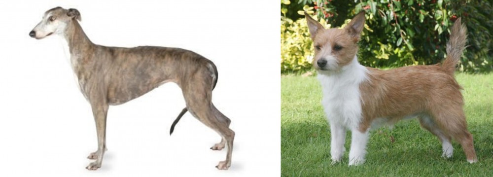 Portuguese Podengo vs Greyhound - Breed Comparison