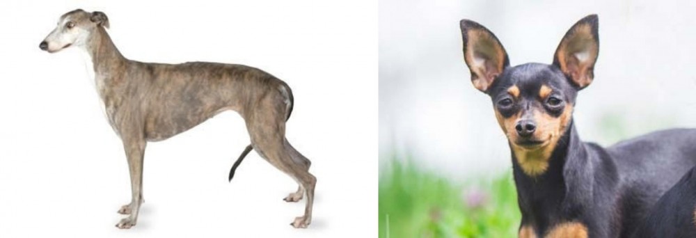Prazsky Krysarik vs Greyhound - Breed Comparison