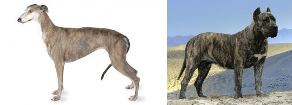 Presa Canario vs Greyhound - Breed Comparison