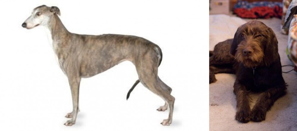 Pudelpointer vs Greyhound - Breed Comparison