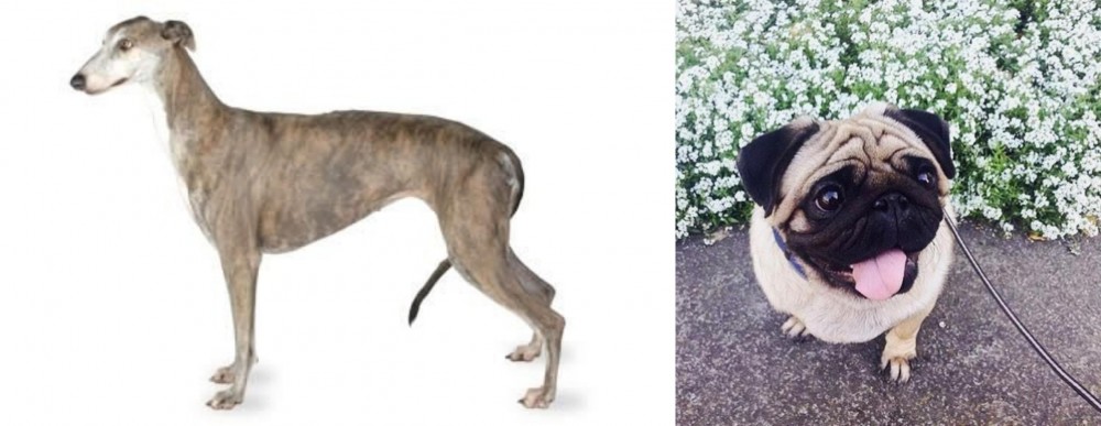 Pug vs Greyhound - Breed Comparison