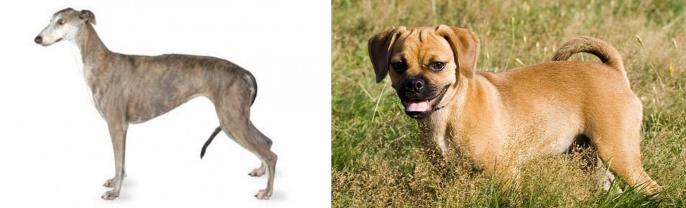 Puggle vs Greyhound - Breed Comparison