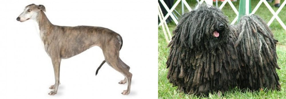 Puli vs Greyhound - Breed Comparison