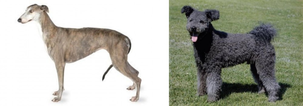 Pumi vs Greyhound - Breed Comparison