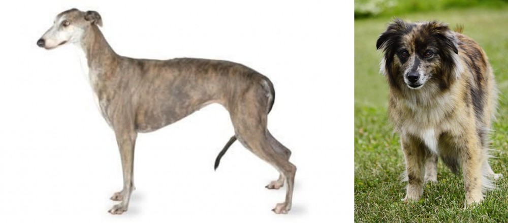 Pyrenean Shepherd vs Greyhound - Breed Comparison