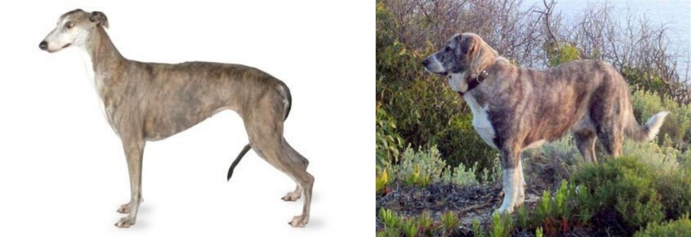 Rafeiro do Alentejo vs Greyhound - Breed Comparison