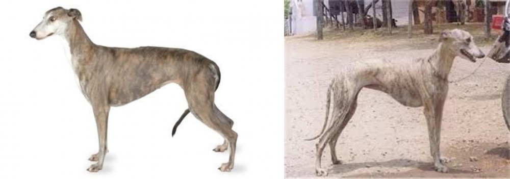 Rampur Greyhound vs Greyhound - Breed Comparison
