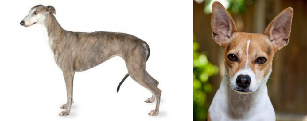 Rat Terrier vs Greyhound - Breed Comparison