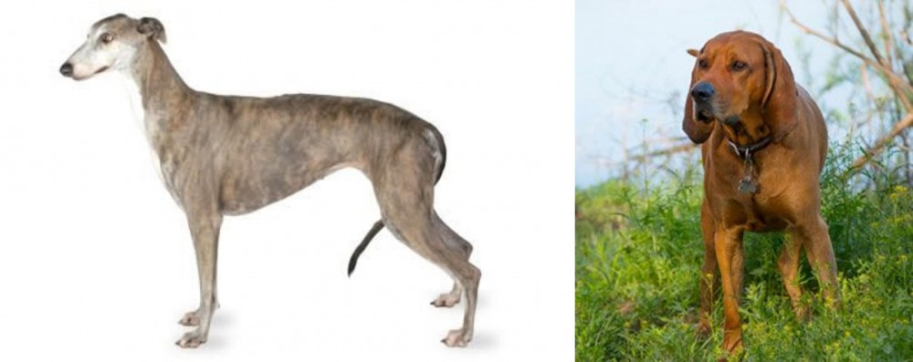 Redbone Coonhound vs Greyhound - Breed Comparison
