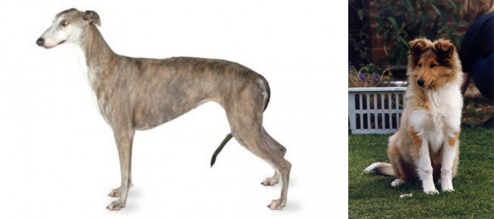 Rough Collie vs Greyhound - Breed Comparison